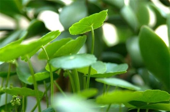 天竺葵打頂摘心方法，4個(gè)步驟修剪打理植株