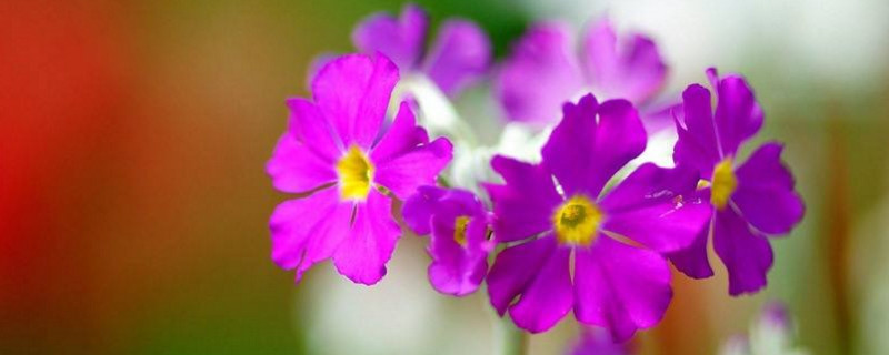 報(bào)春花的養(yǎng)殖方法解析