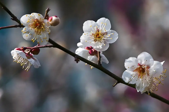 梅花能在暖氣室內(nèi)養(yǎng)嗎 梅花能在暖氣室內(nèi)養(yǎng)嗎