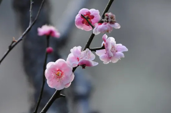 梅花能在暖氣室內(nèi)養(yǎng)嗎 梅花能在暖氣室內(nèi)養(yǎng)嗎