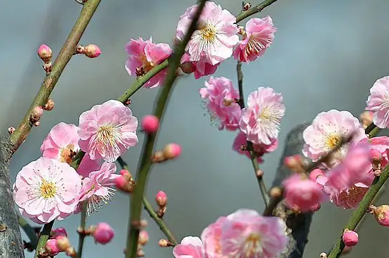 梅花能在暖氣室內(nèi)養(yǎng)嗎 梅花能在暖氣室內(nèi)養(yǎng)嗎