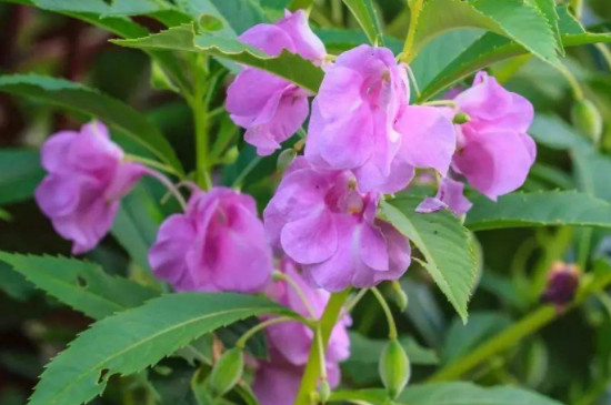 鳳仙花怎么種植方法 鳳仙花怎么種植方法