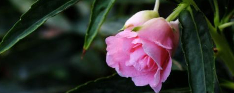 鳳仙花怎么種植方法 鳳仙花怎么種植方法