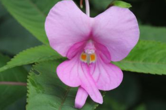 鳳仙花怎么種植方法 鳳仙花怎么種植方法