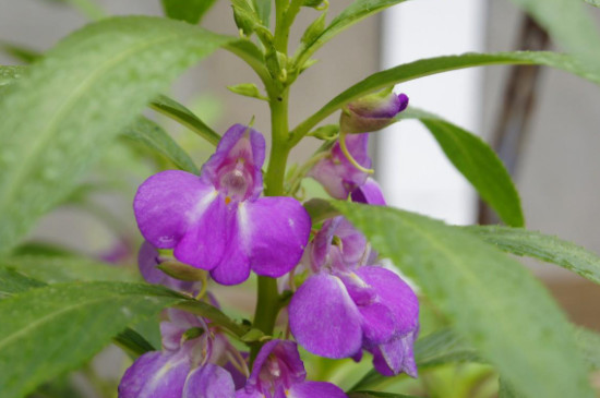 鳳仙花怎么種植方法 鳳仙花怎么種植方法