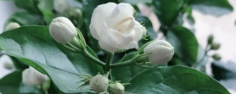 苿利花怎么養(yǎng) 苿利花怎么養(yǎng)