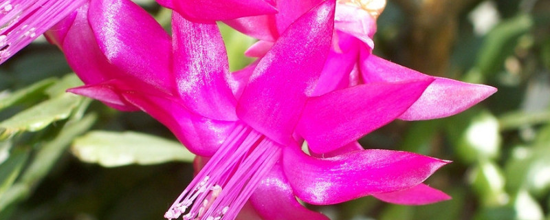 蟹爪蘭夏天怎么養(yǎng) 蟹爪蘭夏天怎么養(yǎng)