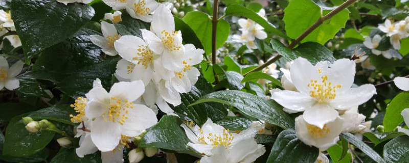 茉莉花澆水的正確方法 茉莉花澆水的正確方法
