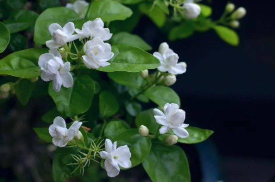 茉莉花澆水的正確方法 茉莉花澆水的正確方法
