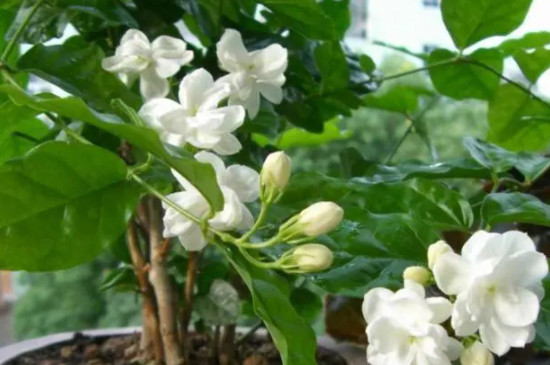 茉莉花澆水的正確方法 茉莉花澆水的正確方法