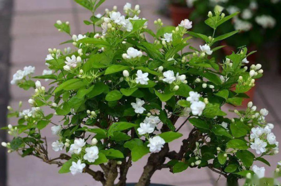 茉莉花澆水的正確方法 茉莉花澆水的正確方法
