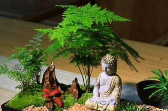 文竹夏天應(yīng)放在室內(nèi)還是室外 文竹夏天應(yīng)放在室內(nèi)還是室外