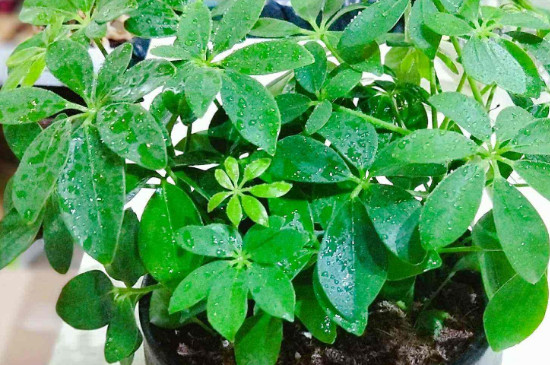 鴨掌木掉葉子葉子發(fā)黑 鴨掌木掉葉子葉子發(fā)黑