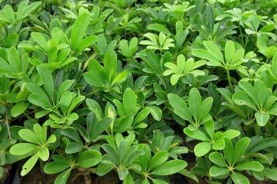 鴨掌木掉葉子葉子發(fā)黑 鴨掌木掉葉子葉子發(fā)黑