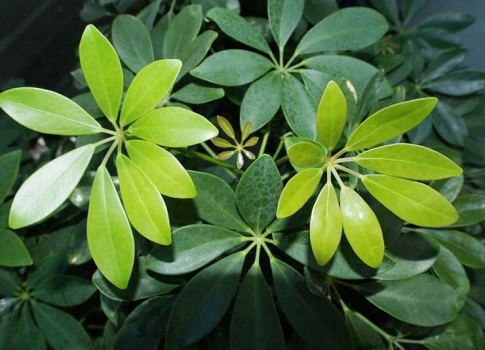 鴨掌木葉子發(fā)黃:原因及解決方法 鴨掌木葉子發(fā)黃:原因及解決方法