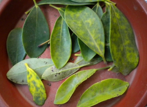 鴨掌木葉子發(fā)黃:原因及解決方法 鴨掌木葉子發(fā)黃:原因及解決方法