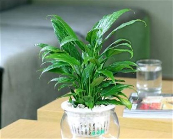 白掌怎么養(yǎng)，詳解白掌土培與水培的養(yǎng)殖方法