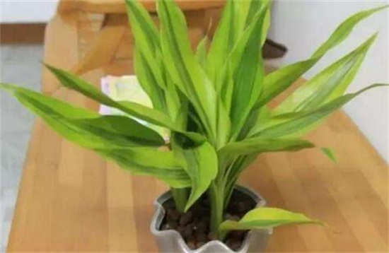 白掌怎么養(yǎng)，詳解白掌土培與水培的養(yǎng)殖方法