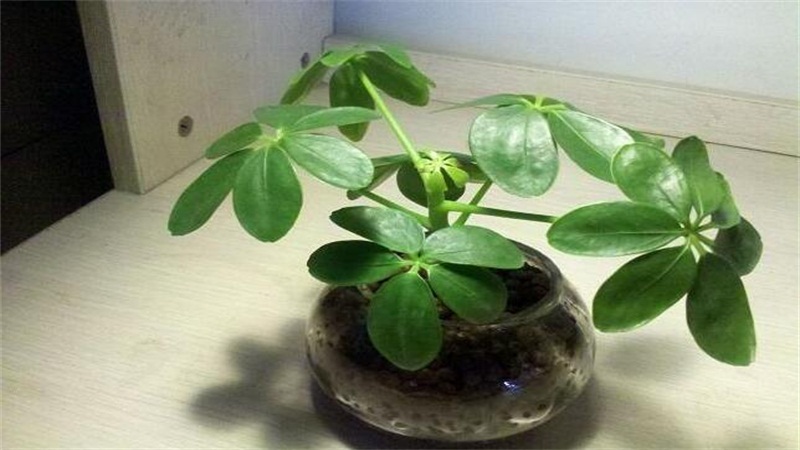 鴨掌木的養(yǎng)殖方法和注意事項 鴨掌木的養(yǎng)殖方法和注意事項
