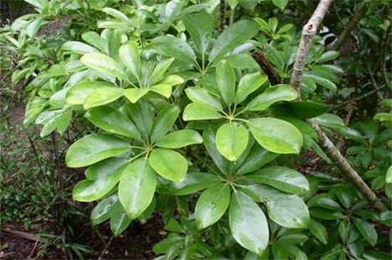 鴨掌木的養(yǎng)殖方法和注意事項 鴨掌木的養(yǎng)殖方法和注意事項