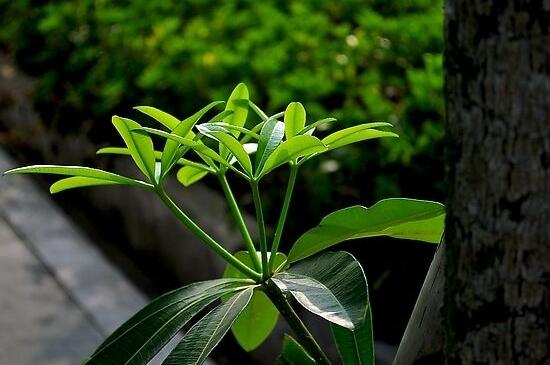鴨掌木葉子發(fā)黃怎么辦 鴨掌木葉子發(fā)黃怎么辦