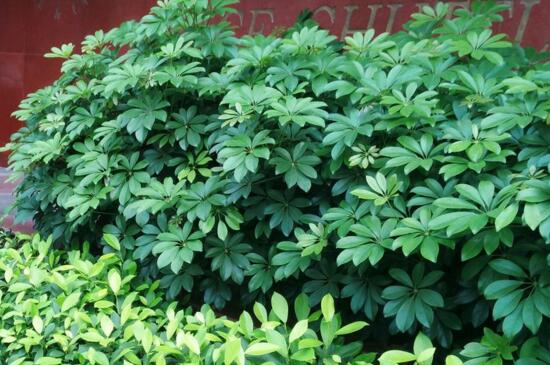 鴨掌木葉子發(fā)黃怎么辦 鴨掌木葉子發(fā)黃怎么辦