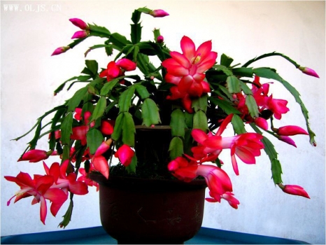 蟹爪蘭什么時(shí)候開(kāi)花:多種開(kāi)花時(shí)間 蟹爪蘭什么時(shí)候開(kāi)花:多種開(kāi)花時(shí)間