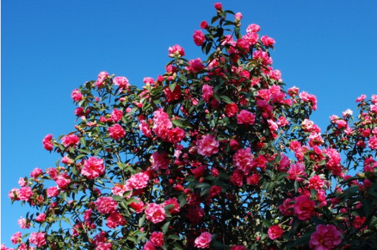 茶花掉葉嚴(yán)重怎么處理 茶花掉葉嚴(yán)重怎么處理