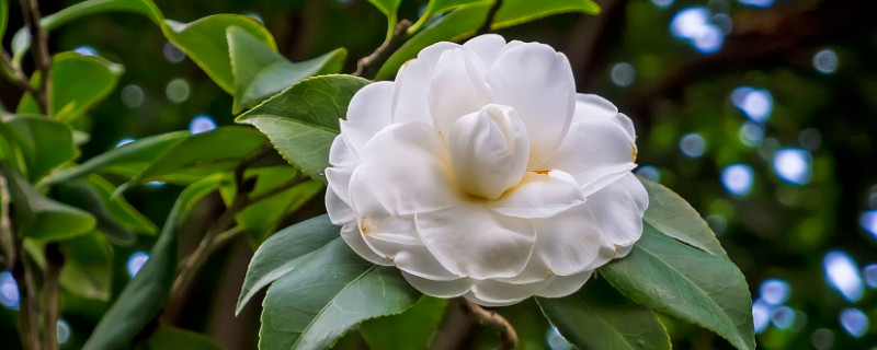 茶花掉葉嚴(yán)重怎么處理 茶花掉葉嚴(yán)重怎么處理
