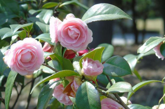 茶花掉葉嚴(yán)重怎么處理 茶花掉葉嚴(yán)重怎么處理