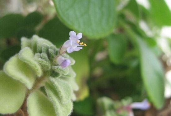 碰碰香開花嗎：養(yǎng)護(hù)得當(dāng)會開花