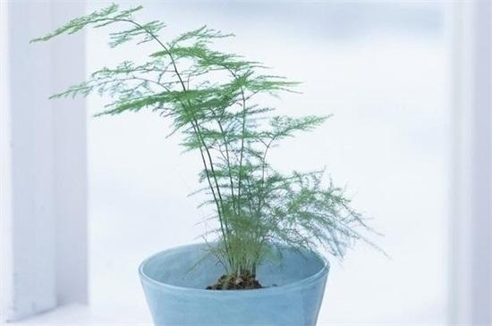 文竹種子的種植方法和注意事項 文竹種子的種植方法和注意事項