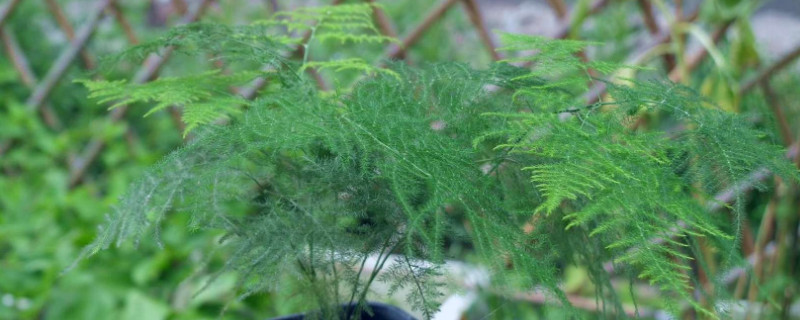 文竹種子的種植方法和注意事項 文竹種子的種植方法和注意事項