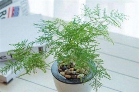 文竹種子的種植方法和注意事項 文竹種子的種植方法和注意事項