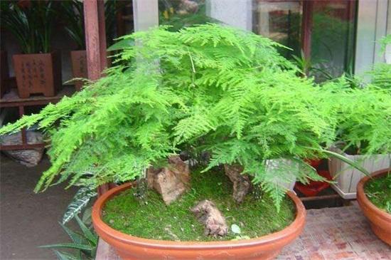 文竹種子的種植方法和注意事項 文竹種子的種植方法和注意事項