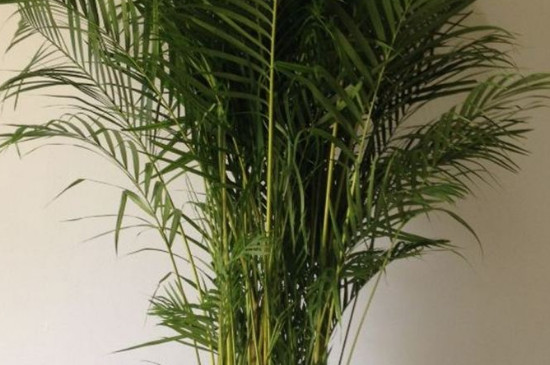 鳳尾竹可以用尿素嗎 鳳尾竹可以用尿素嗎