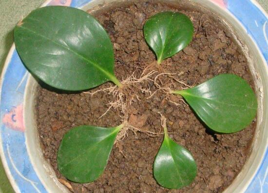 豆瓣綠葉插怎么發(fā)芽快，4個技巧讓豆瓣綠發(fā)芽提前1個月