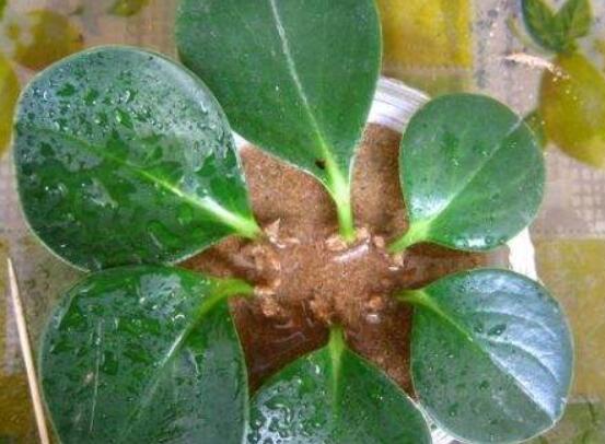 豆瓣綠葉插怎么發(fā)芽快，4個技巧讓豆瓣綠發(fā)芽提前1個月