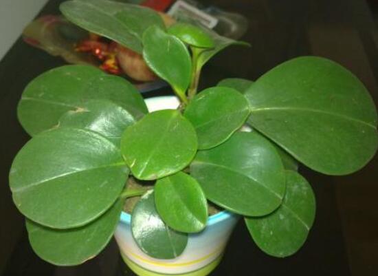 豆瓣綠葉插怎么發(fā)芽快，4個技巧讓豆瓣綠發(fā)芽提前1個月