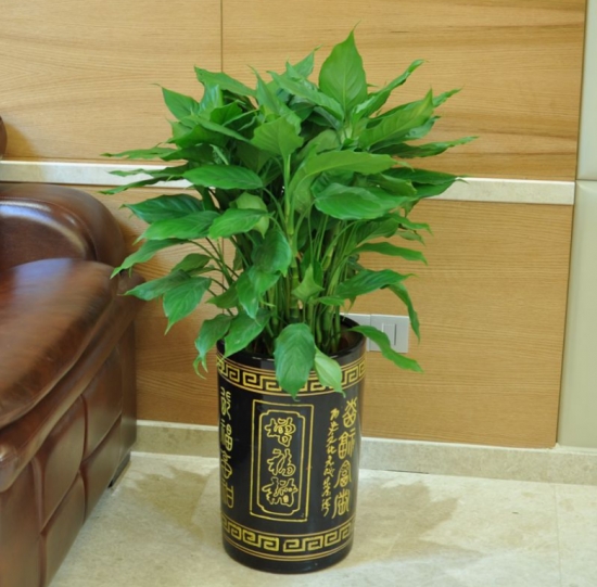 萬年青有毒嗎？萬年青適合室內(nèi)養(yǎng)嗎？