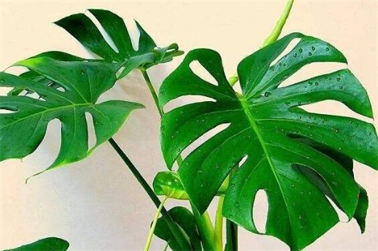 龜背竹怎么養(yǎng)長的快 龜背竹怎么養(yǎng)長的快