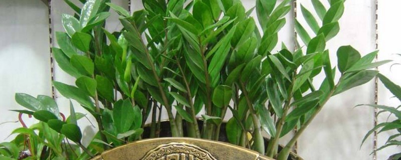 金錢木葉子發(fā)黃 金錢木葉子發(fā)黃