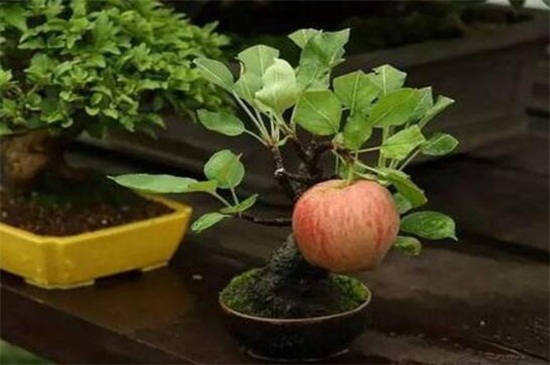 蘋果樹移栽時(shí)間 蘋果樹移栽時(shí)間