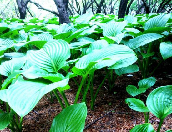 滴水觀音根莖怎么繁殖，分離小株植入盆中