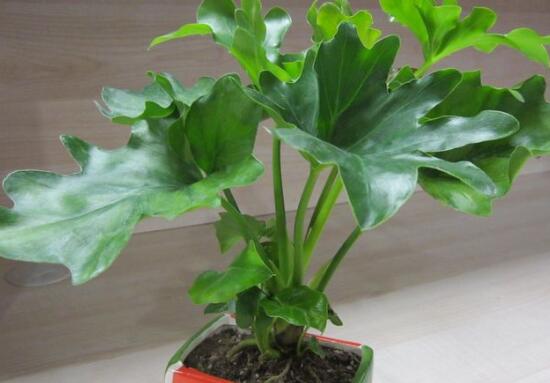 滴水觀音根莖怎么繁殖，分離小株植入盆中