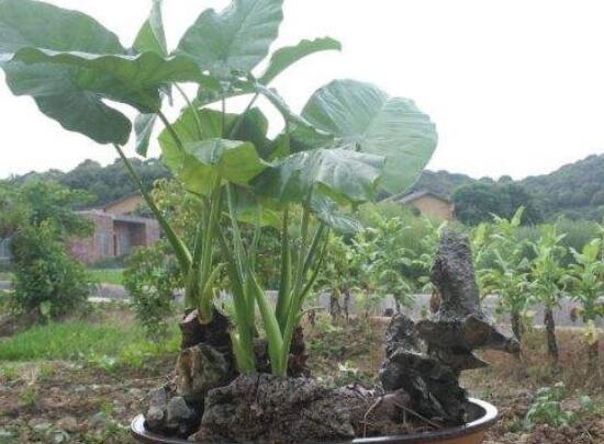 滴水觀音根莖怎么繁殖，分離小株植入盆中