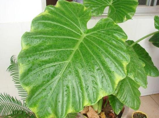 滴水觀音根莖怎么繁殖，分離小株植入盆中