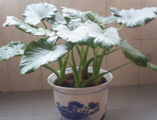 滴水觀音根莖怎么繁殖，分離小株植入盆中