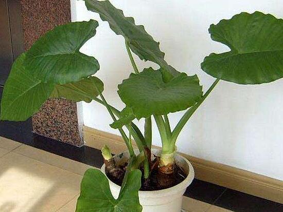 滴水觀音根莖怎么繁殖，分離小株植入盆中