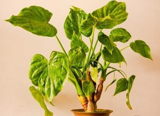 滴水觀音根莖怎么繁殖，分離小株植入盆中